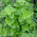 Pianta di origano