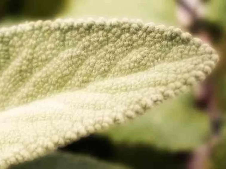 Primo piano di una foglia di salvia