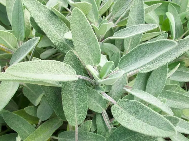 Pianta di salvia