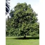 Tiglio