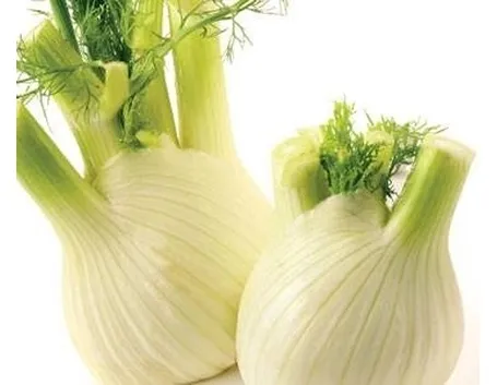 finocchio