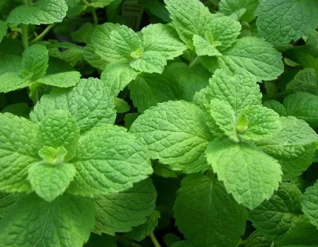 menta