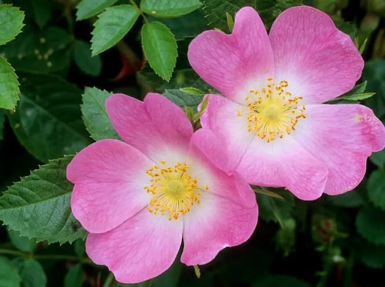 fiore rosa canina