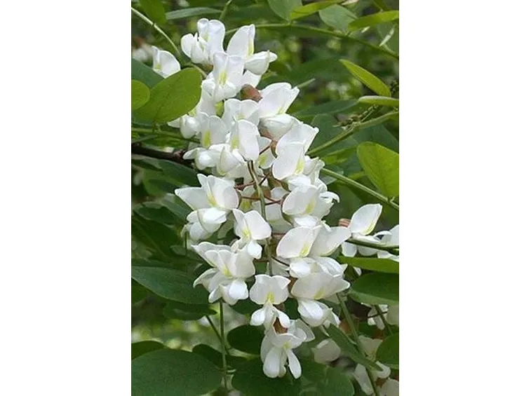 acacia