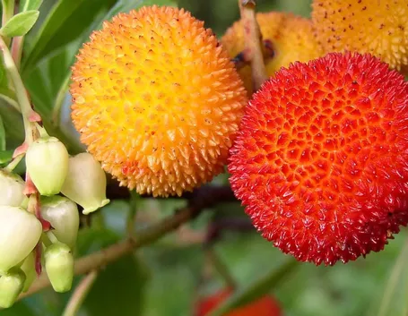 fiori e frutti di corbezzolo