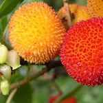 fiori e frutti di corbezzolo