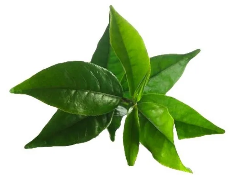 foglia tea