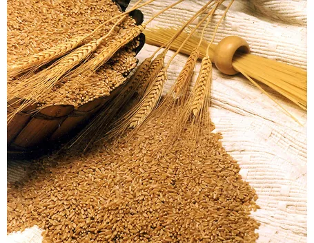 olio di germe di grano
