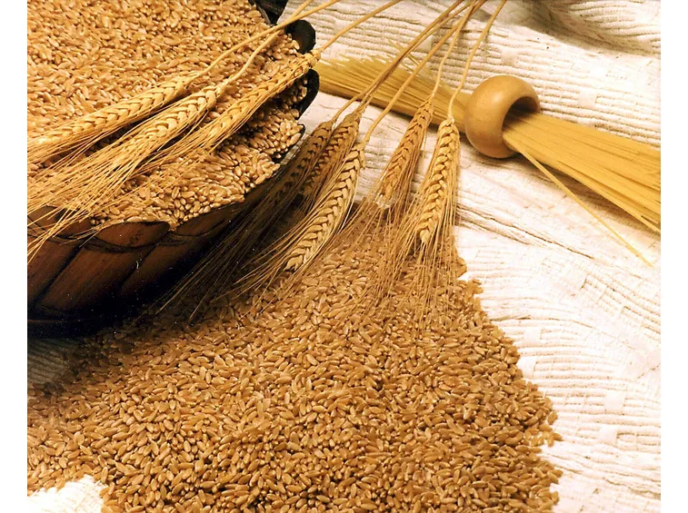 olio di germe di grano

