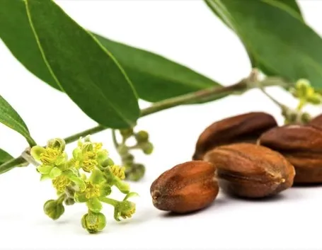 olio di jojoba
