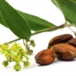olio di jojoba
