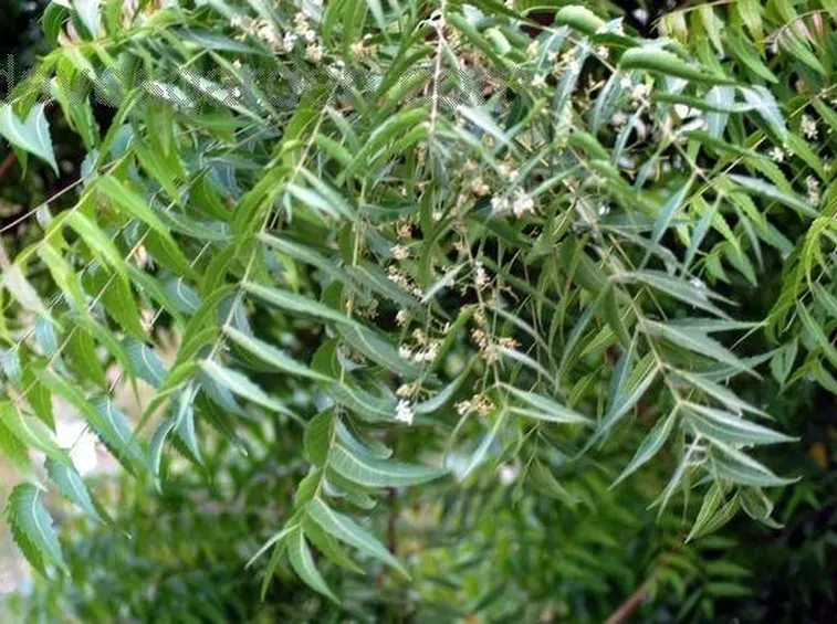 foglie neem