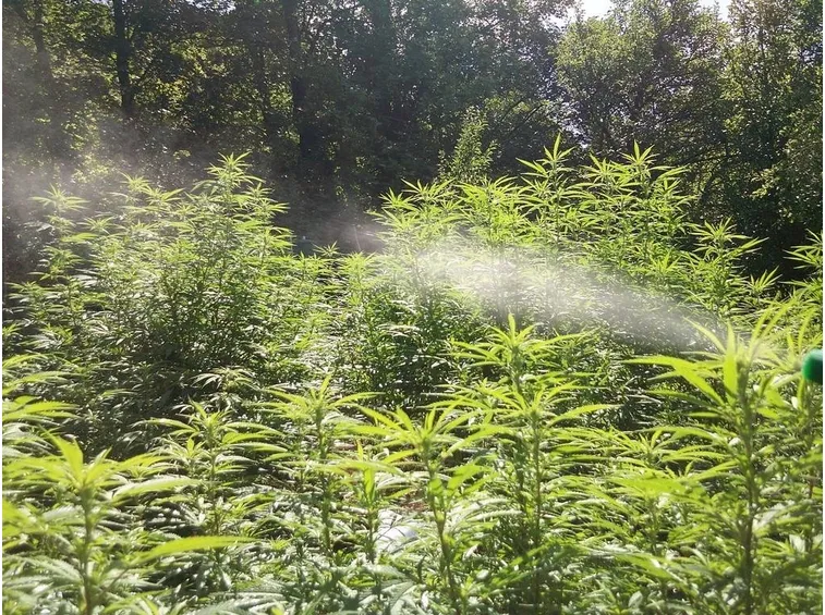 uso dell’olio di neem come insetticida