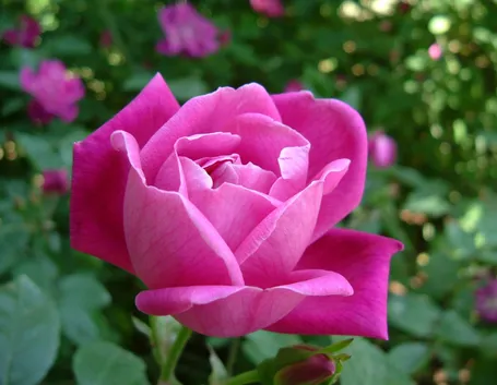Esemplare di rosa