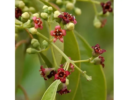 Olio essenziale di sandalo