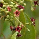 Olio essenziale di sandalo