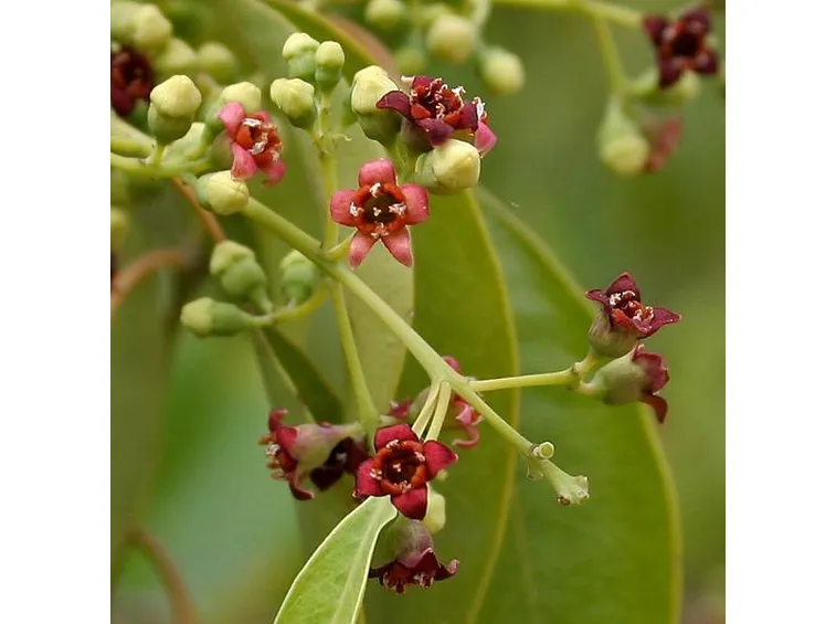 Olio essenziale di sandalo