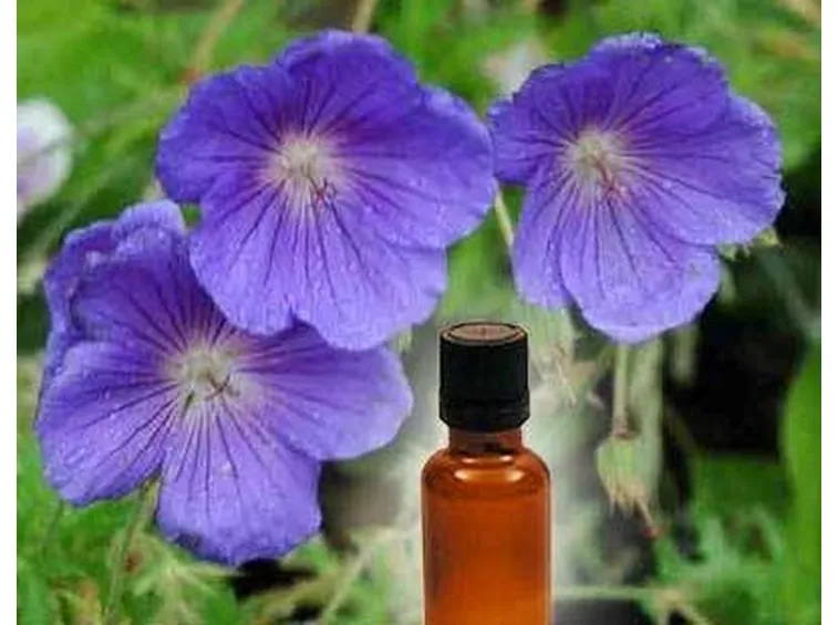 olio essenziale geranio