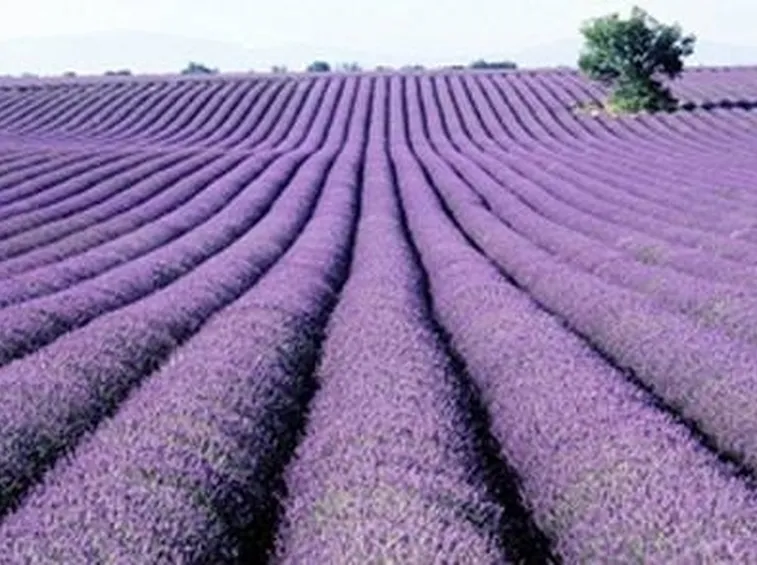 lavanda
