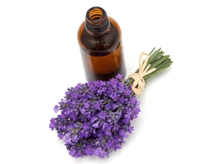 olio lavanda