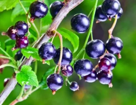 Pianta di Ribes Nigrum perfetto sostituto del cortisone