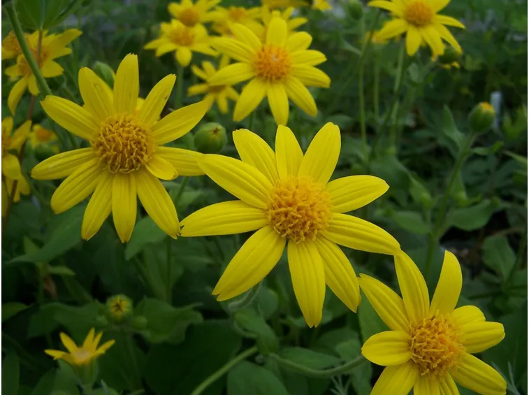 arnica