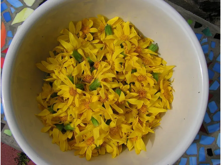 arnica fiori