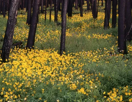 coltivazione di Arnica Montana