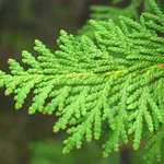Foglie di Thuya Occidentalis