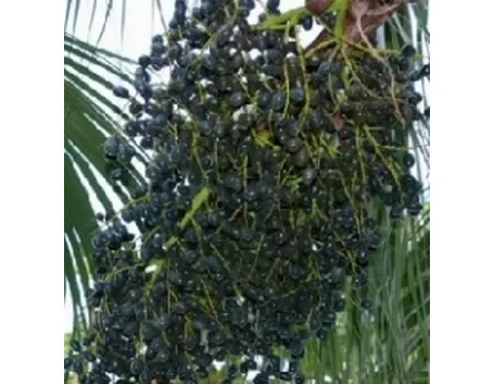 bacche acai