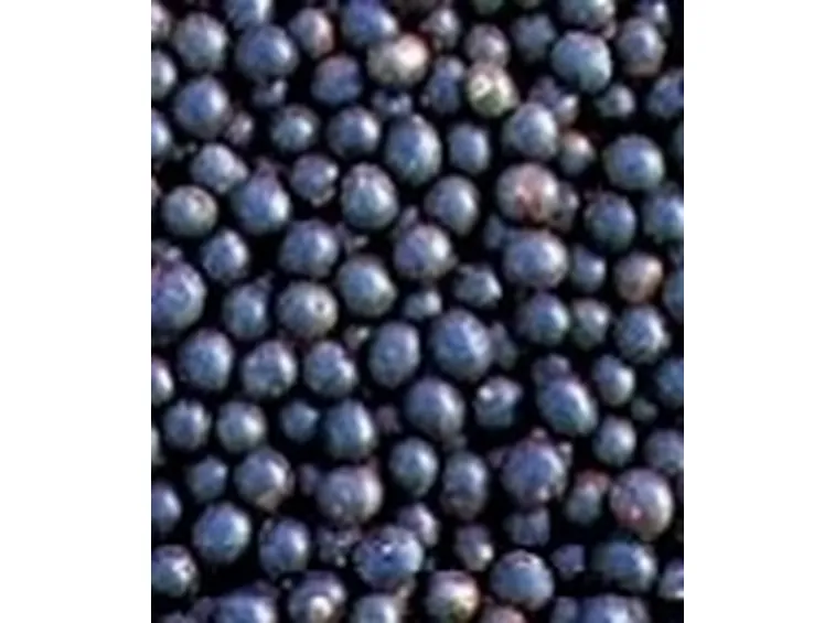 frutti acai