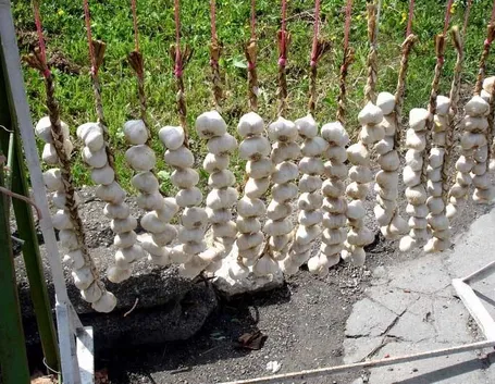 aglio di vassalico