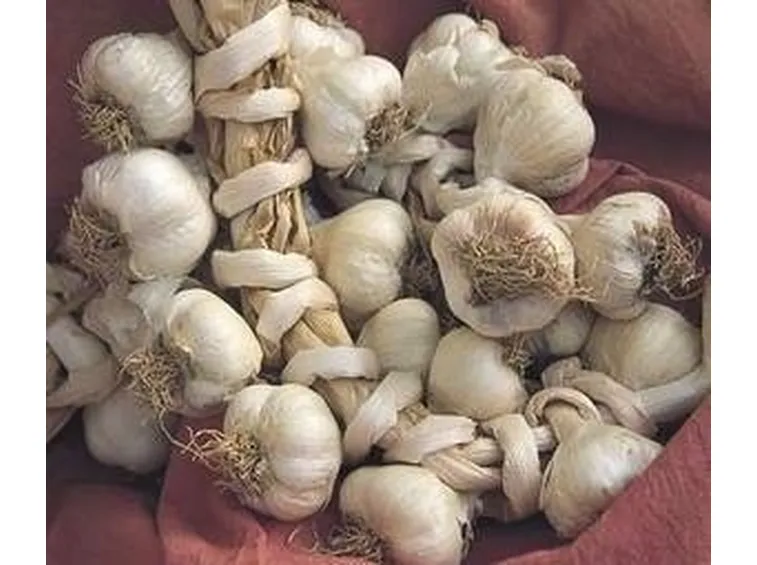 aglio di vassalico