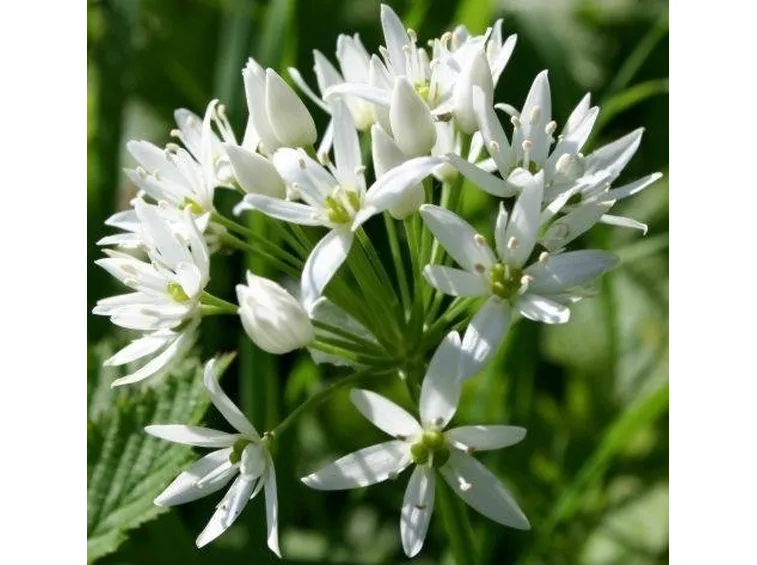Aglio orsino