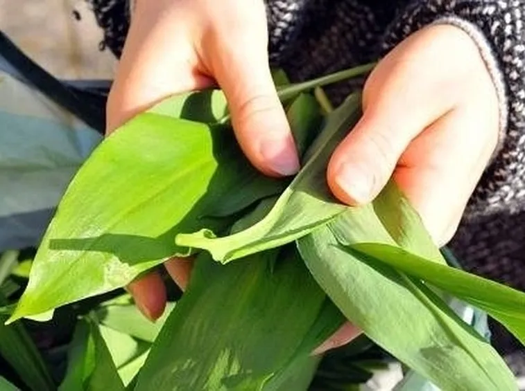 Aglio orsino