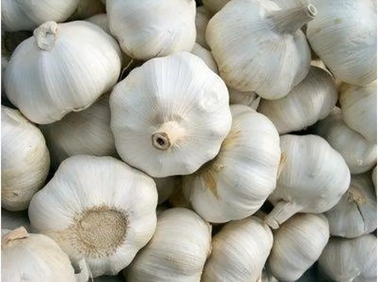 aglio