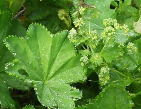 alchemilla