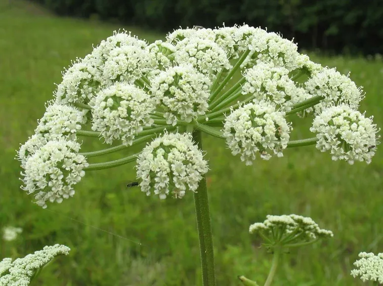 angelica