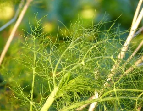anice verde