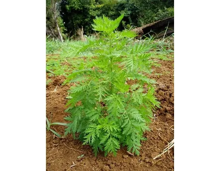 artemisia
