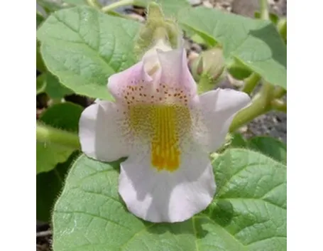 fiore artiglio del diavolo