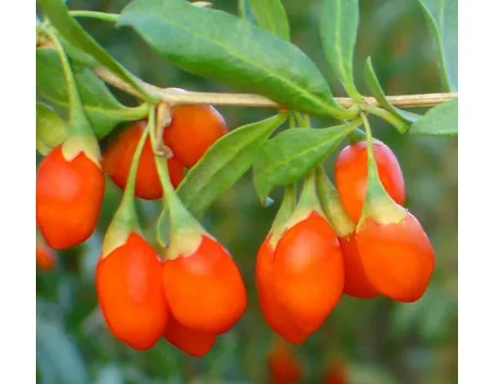 Pianta di bacche di goji