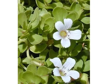 bacopa monniera