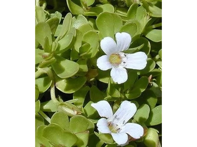 bacopa monniera