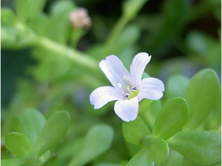 bacopa monniera
