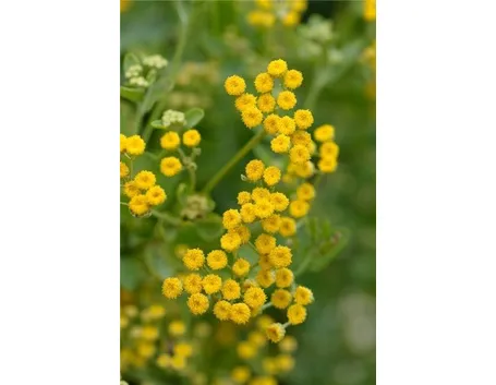 balsamita