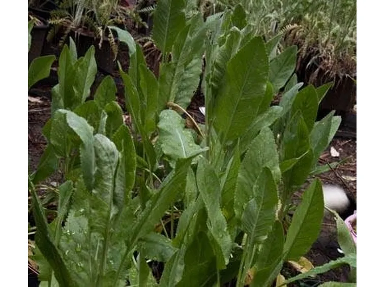 balsamita