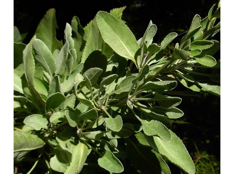 balsamita