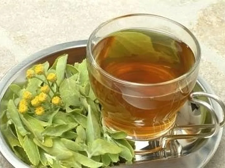 infuso di Balsamita