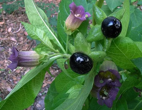 Belladonna